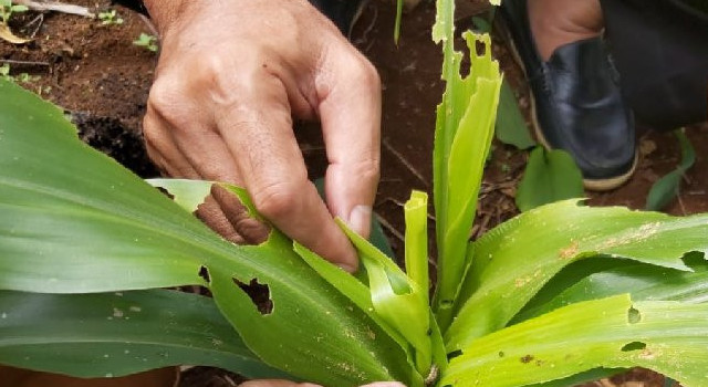 Hama ulat yang menyerang tanaman jagung di Malangbong, Kabupaten Garut, Jawa Barat, Rabu (8/1). Foto: ANTARA/HO Dinas Pertanian Garut