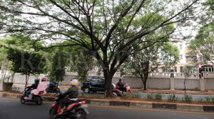 HARUS ANTISIPASI : Sejumlah kendaraan melintas di antara pohon rindang di kawasan Jalan Juanda, Rabu (26/2). Pemerintah Kota Depok harus mengantisipasi pohon-pohon besar dan rindang rawan tumbang. FOTO : AHMAD FACHRY/RADAR DEPOK